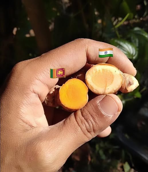 Eco-friendly Ceylon Turmeric Dehydrated Slices